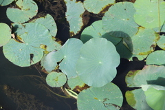 Nelumbo nucifera