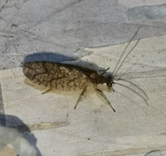 Micromus angulatus