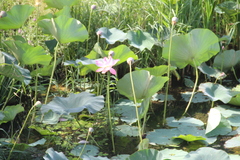 Nelumbo nucifera