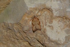 Acleris rhombana