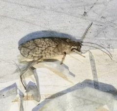 Micromus angulatus