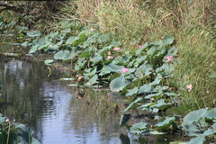 Nelumbo nucifera