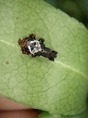 Pimelocerus elongatus