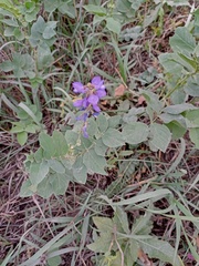 Galega orientalis