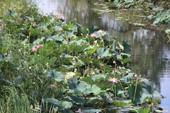 Nelumbo nucifera