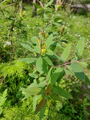 Wikstroemia canescens