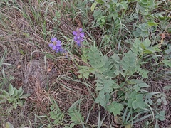 Galega orientalis