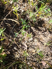 Stylosanthes biflora