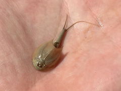 Triops longicaudatus