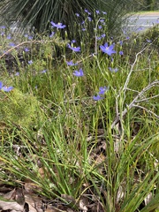 Orthrosanthus polystachyus