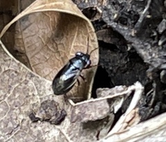 Geocoris