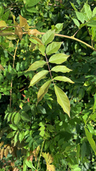 Wisteria sinensis