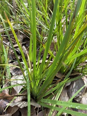 Orthrosanthus polystachyus