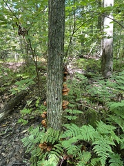 Heimiomyces tenuipes