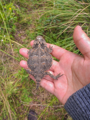 Phrynosoma orbiculare