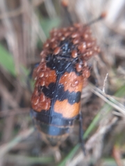 Nicrophorus interruptus