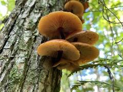 Heimiomyces tenuipes
