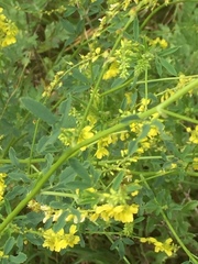 Melilotus officinalis