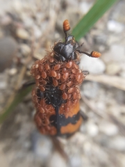 Nicrophorus interruptus