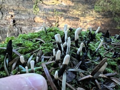 Xylaria hypoxylon