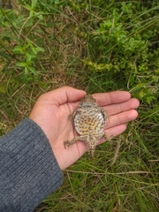 Phrynosoma orbiculare