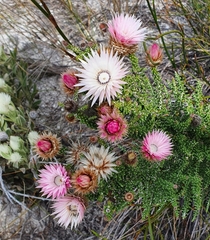 Phaenocoma prolifera