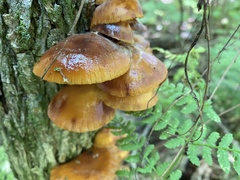 Heimiomyces tenuipes