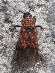 Nicrophorus interruptus