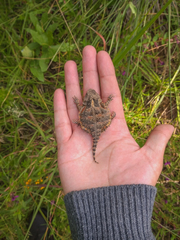 Phrynosoma orbiculare