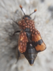 Nicrophorus interruptus