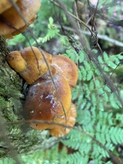 Heimiomyces tenuipes