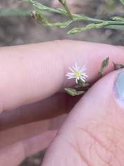 Symphyotrichum subulatum squamatum