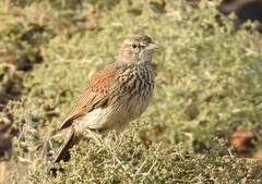 Certhilauda subcoronata