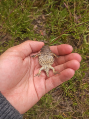 Phrynosoma orbiculare