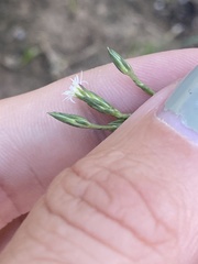 Symphyotrichum subulatum squamatum