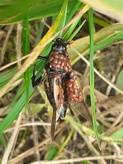 Nicrophorus interruptus