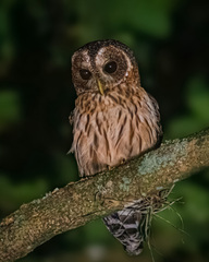 Mottled Owl photo 5