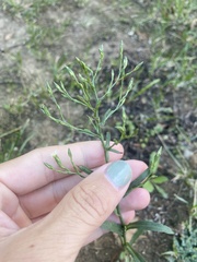 Symphyotrichum subulatum squamatum