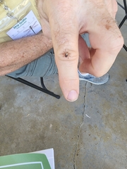 Amblyomma maculatum