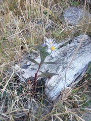 Symphyotrichum chilense
