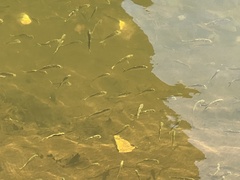 Brevoortia tyrannus