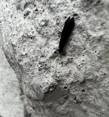 Mystacides sepulchralis