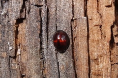 Chilocorus bipustulatus