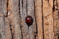 Chilocorus bipustulatus