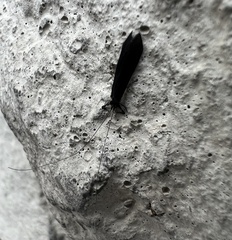 Mystacides sepulchralis