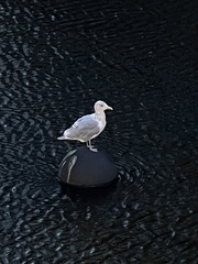 Larus argentatus