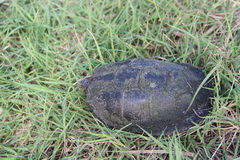 Emys orbicularis