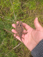 Phrynosoma orbiculare