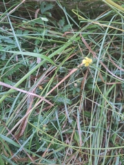 Potentilla erecta