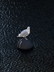 Larus argentatus